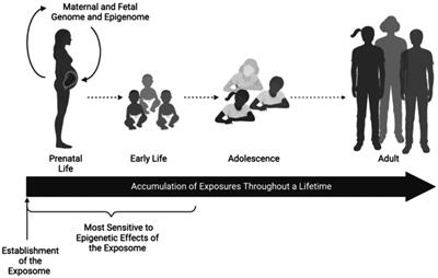 Interdisciplinary fetal-neonatal neurology training applies neural exposome perspectives to neurology principles and practice